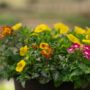 Combo – Biden My Time – 8″ Patio Pot